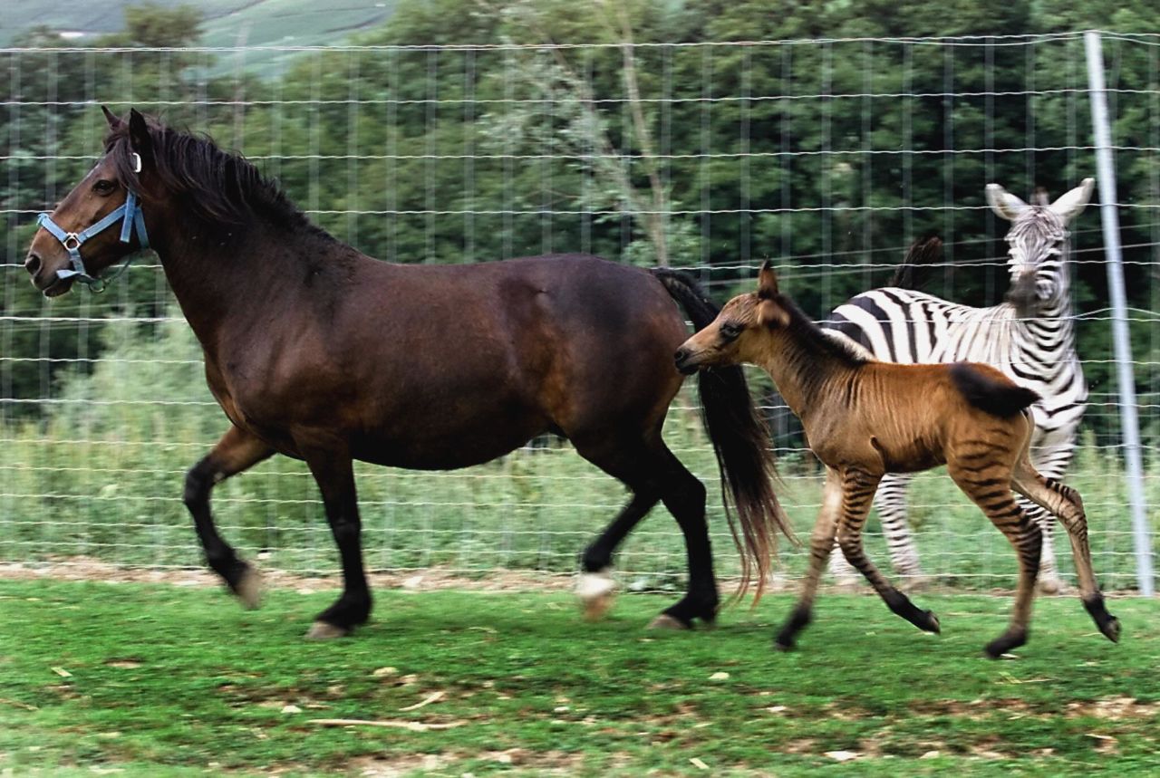 The colt "zorse" N'Soko frolics with its mother, Victoria the mare, and father, Zebulon the zebra, in the private animal park of a farm in Cuchery, France, on August 22, 2003. N'Soko is the brother of the first zorse born in Europe 13 months earlier. "Two natural births from the crossing of the same parents is, to my knowledge, a world first," commented park owner Jean-Jacques Lefevre. 