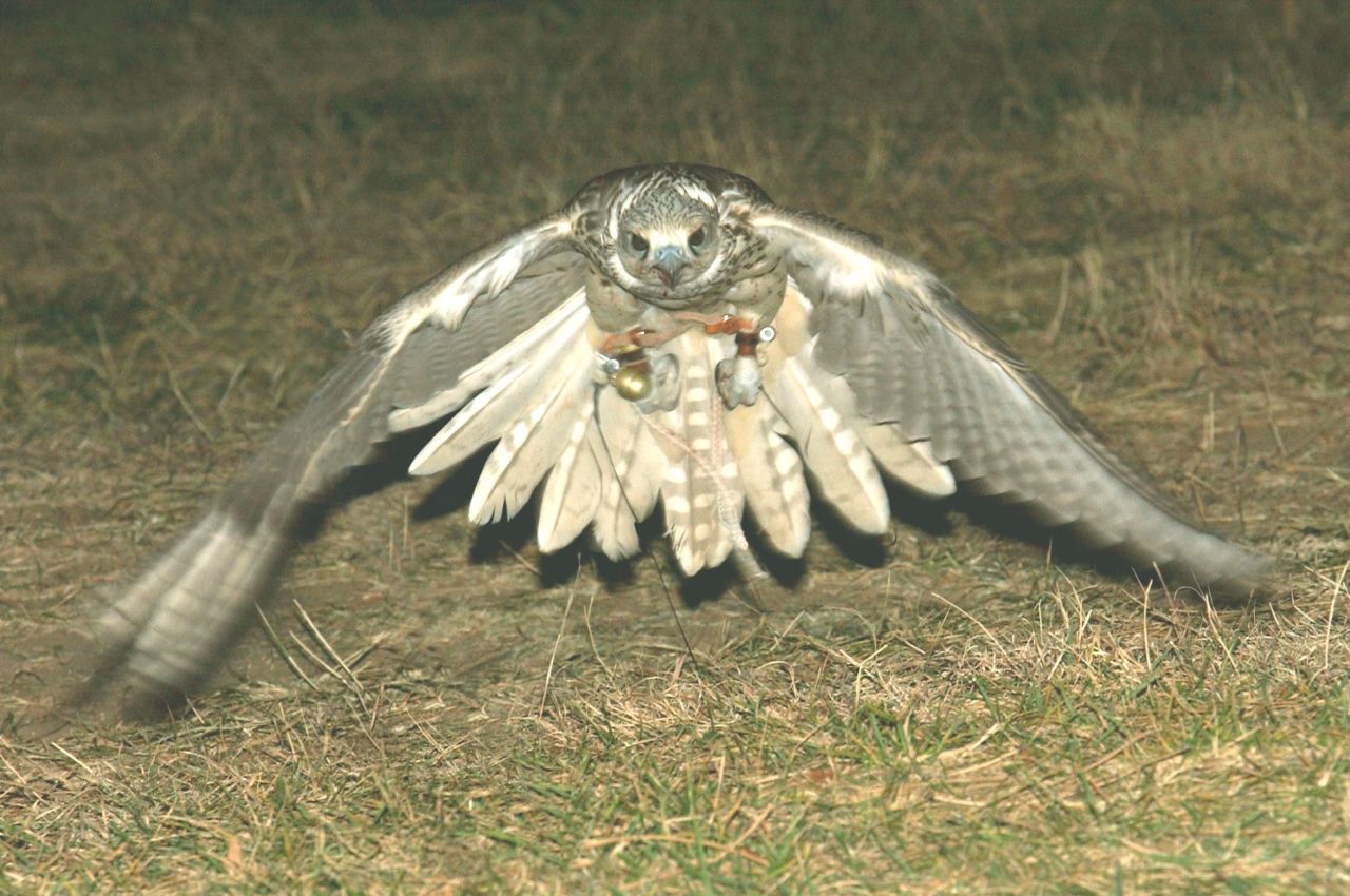 Yeti, a hybrid white gyr and saker falcon, makes a low-altitude pass during training at the U.S. Air Force Academy in Colorado on November 12, 2003. The falcon can exceed 200 miles per hour in a dive. Yeti is a member of the Air Force Academy's falconry program. 