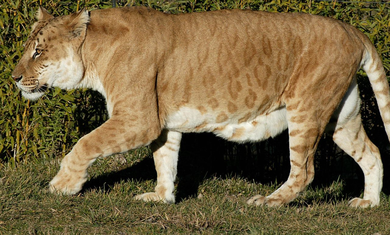 One of Australia's only two "tigons," a manmade hybrid created by crossing a male tiger with a lioness, prowls at the National Zoo in Canberra on July 4, 2004. Bearing the stripes of a tiger and the physique of a lioness, tigons are usually infertile.
