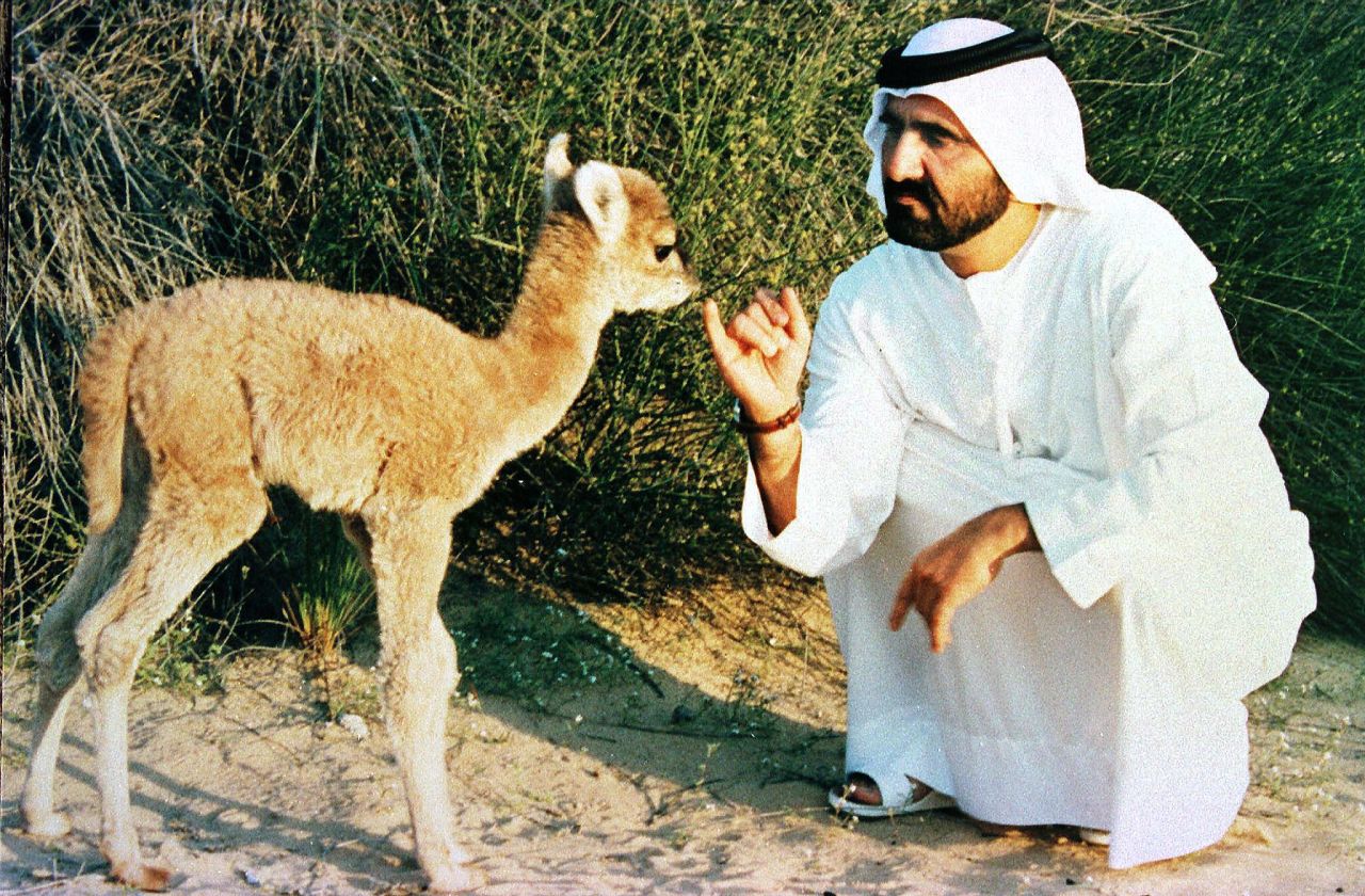 United Arab Emirates Defense Minister and Dubai Prince Sheikh Mohammed bin Rashid Al Maktoum plays with the first cross-breeding between a camel and a llama on January 19, 1998. The male baby's features are about 60% those of a camel. 