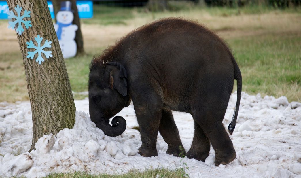 A young elephant cools down with snow delivered to the Whipsnade Zoo near Dunstable in Bedfordshire, England, on July 25. 