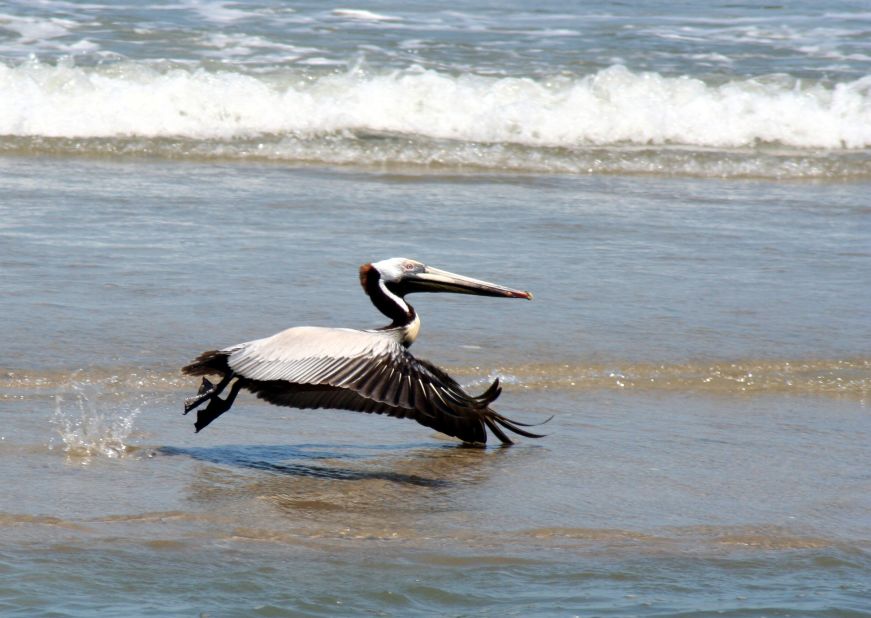Brown pelicans like to fly circles over the ocean before dive-bombing into the water to catch fish.