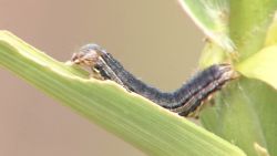 dnt army worms attack field_00003320.jpg