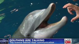 meyers dolphins talking_00003822.jpg