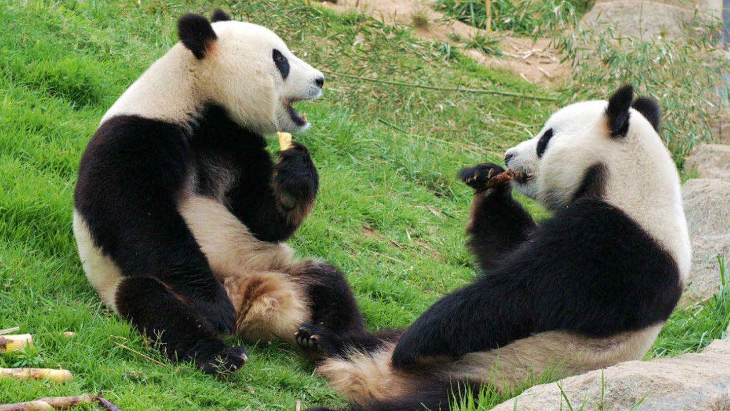 Pandas enjoy a meal of bamboo shoots at the Chengdu Research Base of Giant Panda Breeding on June 24, 2012.