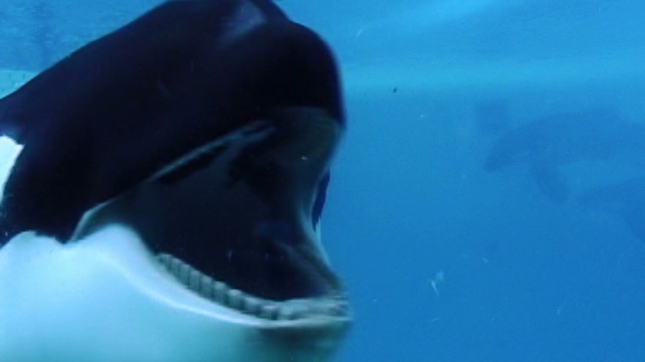 "Blackfish" looks at whales in captivity_00002427.jpg