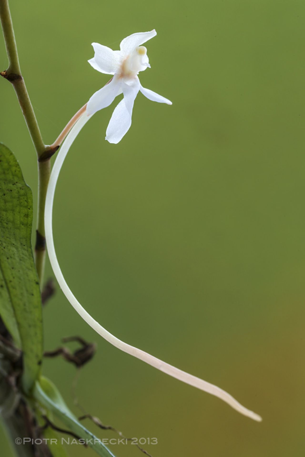 During their four-week expedition, the scientists documented at least 1,200 species of animals and plants on the Cheringoma Plateau. Here, a tree orchid (Aerangis mystacidii), one of the 17 species of orchids found on the Cheringoma Plateau.