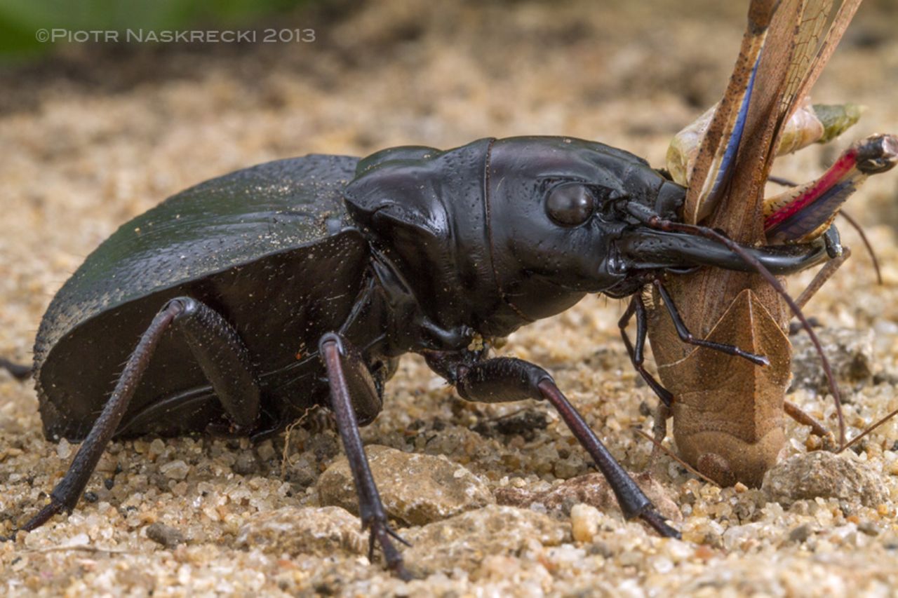 A male Monster Tiger Beetle (Manticora latipennis) killing a grasshopper, one of its favorite prey items.