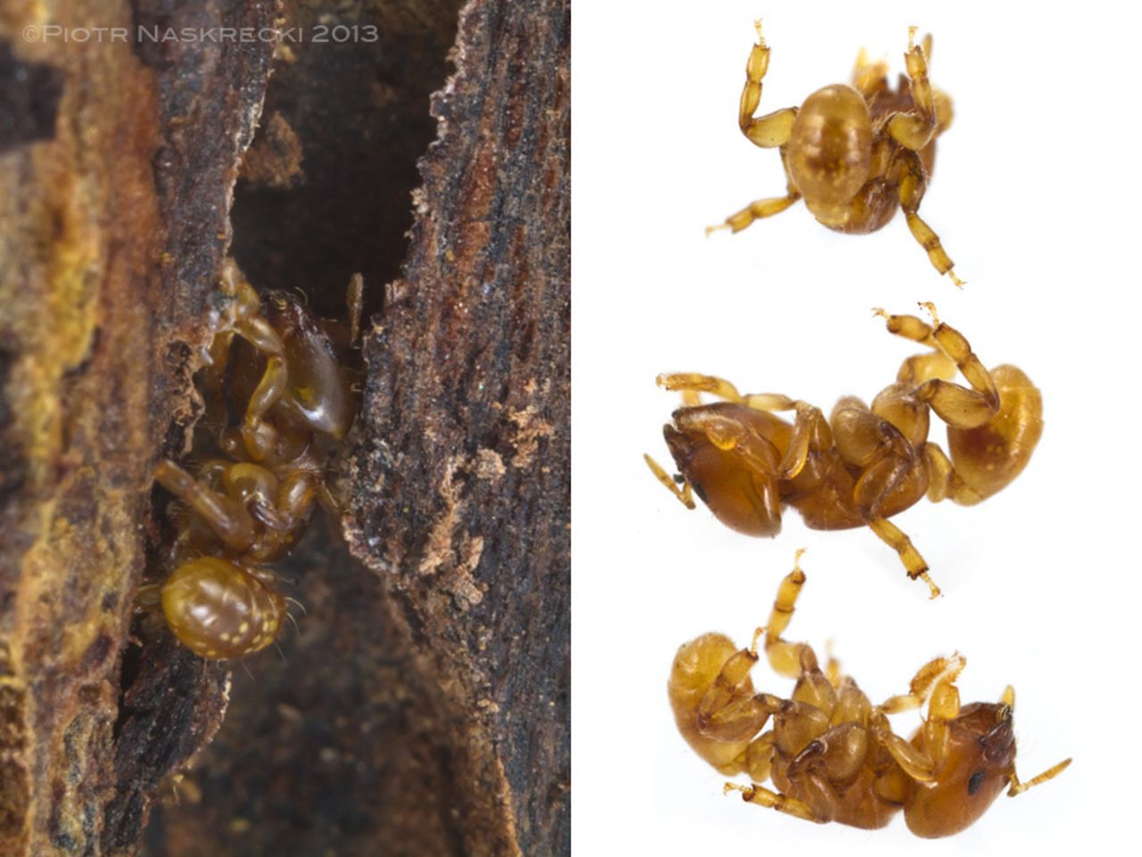 Melissotarsus emeryi is the world's only ant incapable of walking on flat surfaces. This species spends its life inside narrow passage deep in the wood of trees and can only move by pushing its short legs below and above the body at the same time.