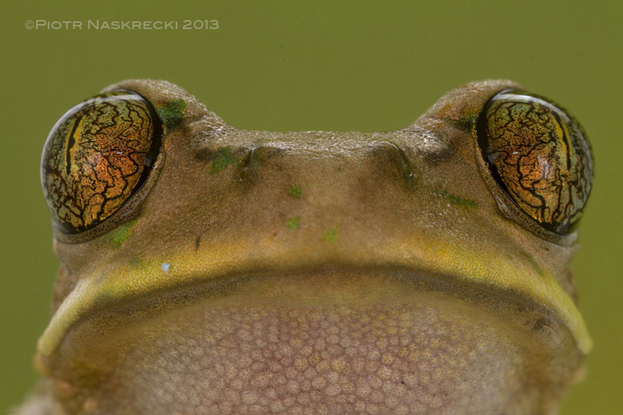 Here, one of the 33 species of frogs recorded during the expedition at the park's Cheringoma Plateau.