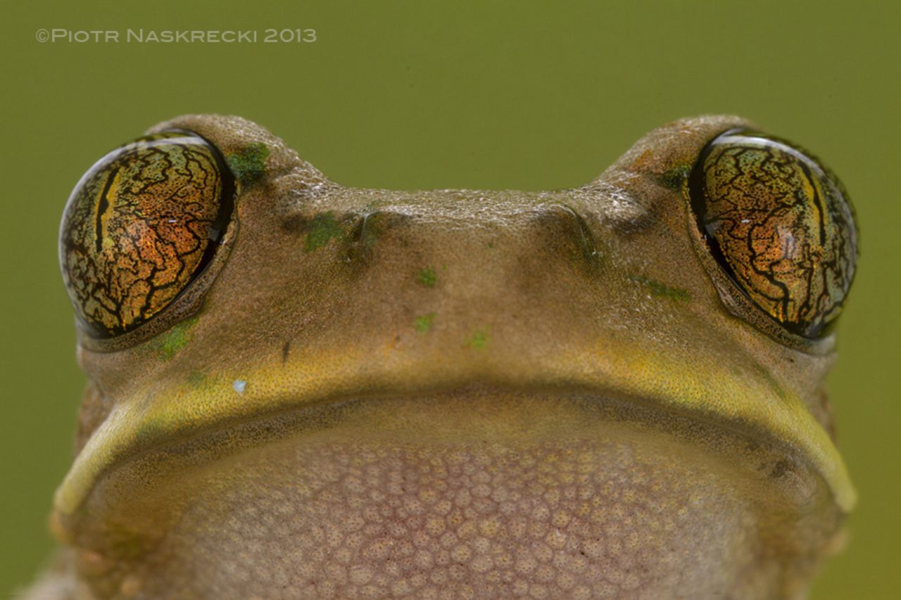 La principal característica de una de las 33 especies de rana halladas en Mozambique es que en lugar de brincar, corre.