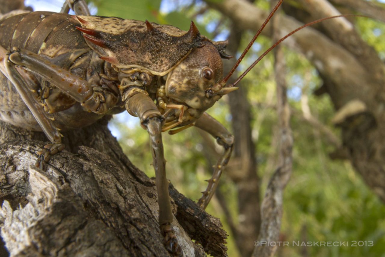Los científicos descubrieron diferentes y nuevas especies de grillos en el Parque Nacional de Gorongosa.
