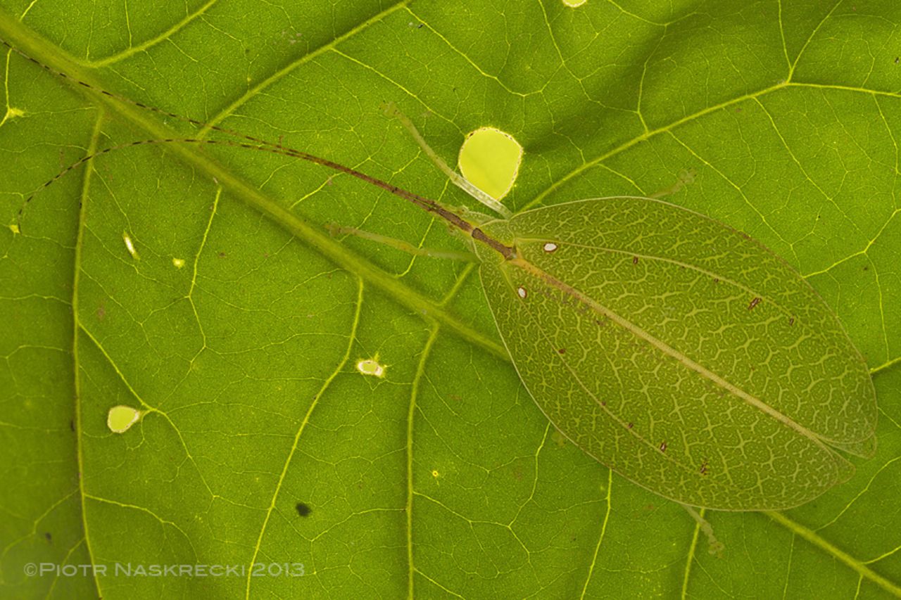 Sylvan katydid (Acauloplax exigua), a species found in Gorongosa for the first time in over 100 years since it was originally described.