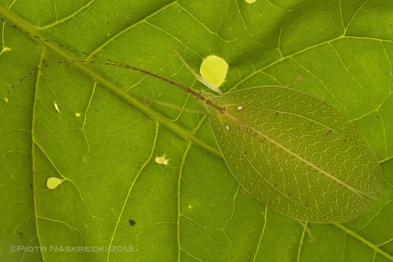 El saltamontes en forma de hoja es una especie que no había sido vista en más de 100 años.