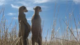 Meerkats can form single, life-long mated pairs, scientists say.
