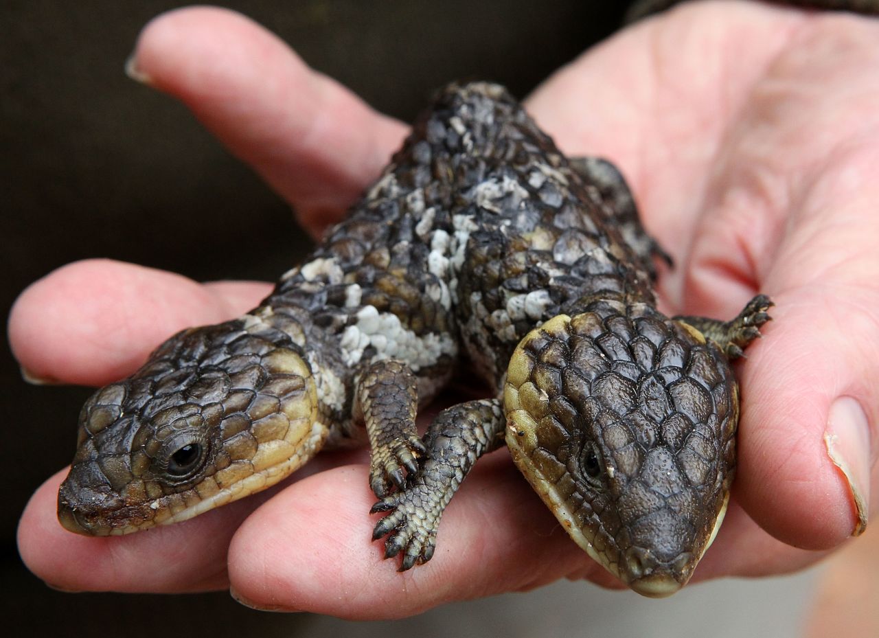 A two-headed bobtail lizard resides at a reptile home in Perth, Australia. It eats from both heads, but the larger head has tried to attack the smaller one. Its movement is difficult as both heads control its back legs.