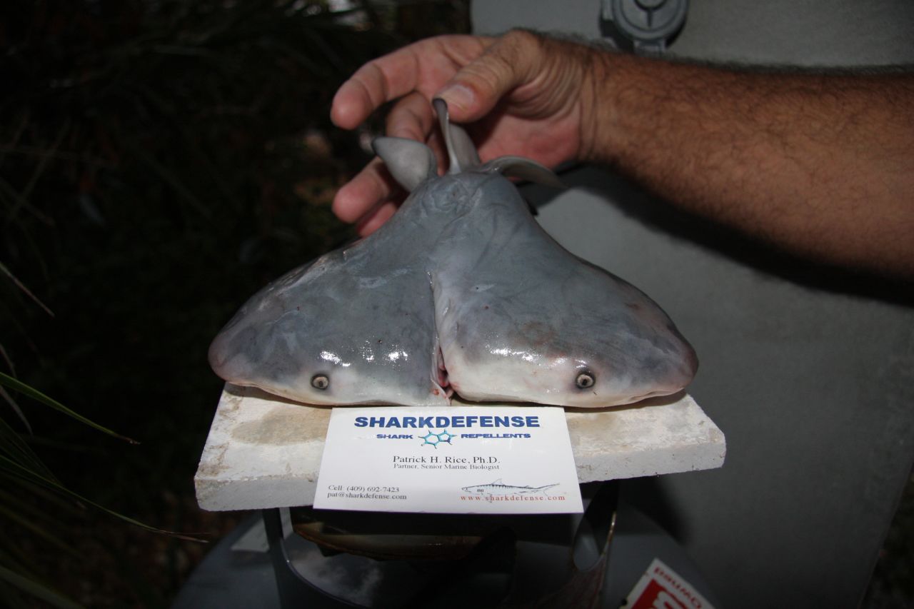 This bull shark, found in the womb of an adult caught on April 7, 2011, was the first two-headed bull shark on record. The fetus died shortly after being removed from the uterus. Experts say it stood little chance of surviving had it been born naturally.