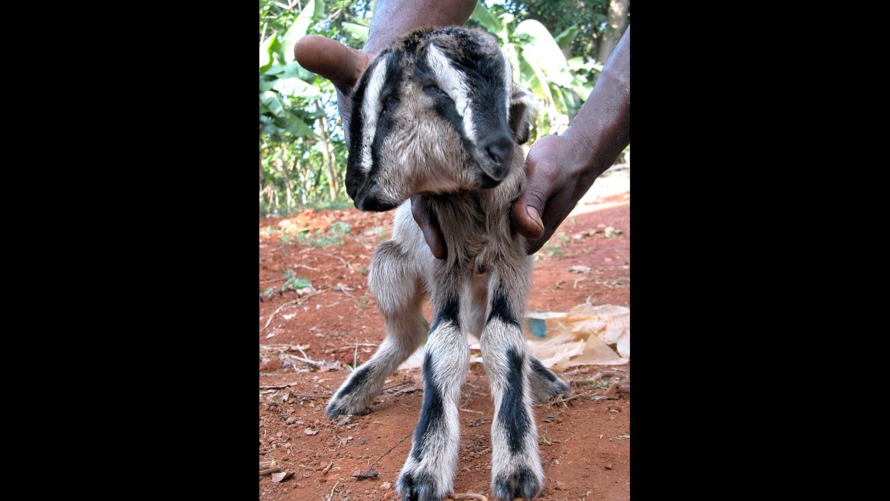 A bicephalic baby goat was born on May 26, 2004, in Bauta, Cuba, a rural town outside Havana.