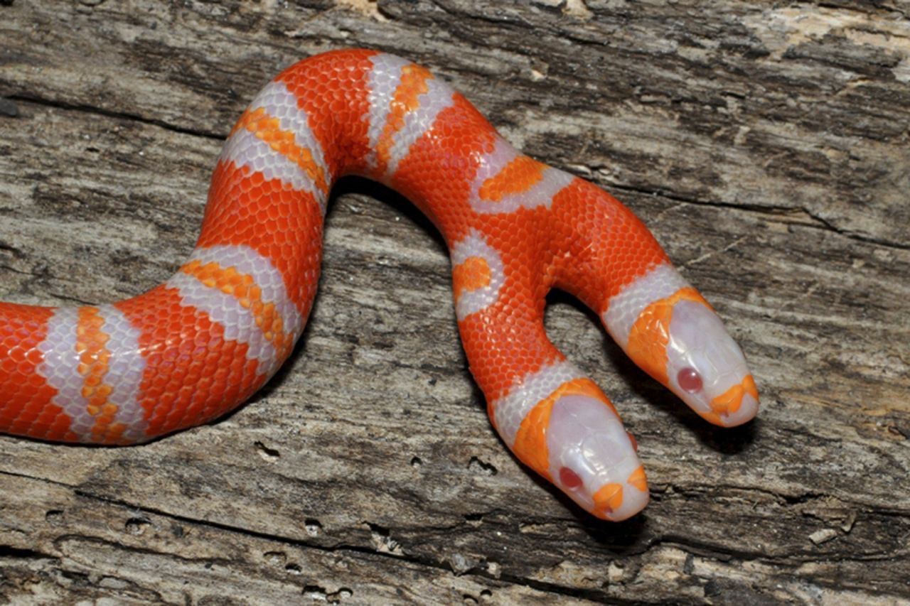 This Honduran milk snake is albino as well as double-headed. Albino milk snakes appear in bright shades of red, orange and white.