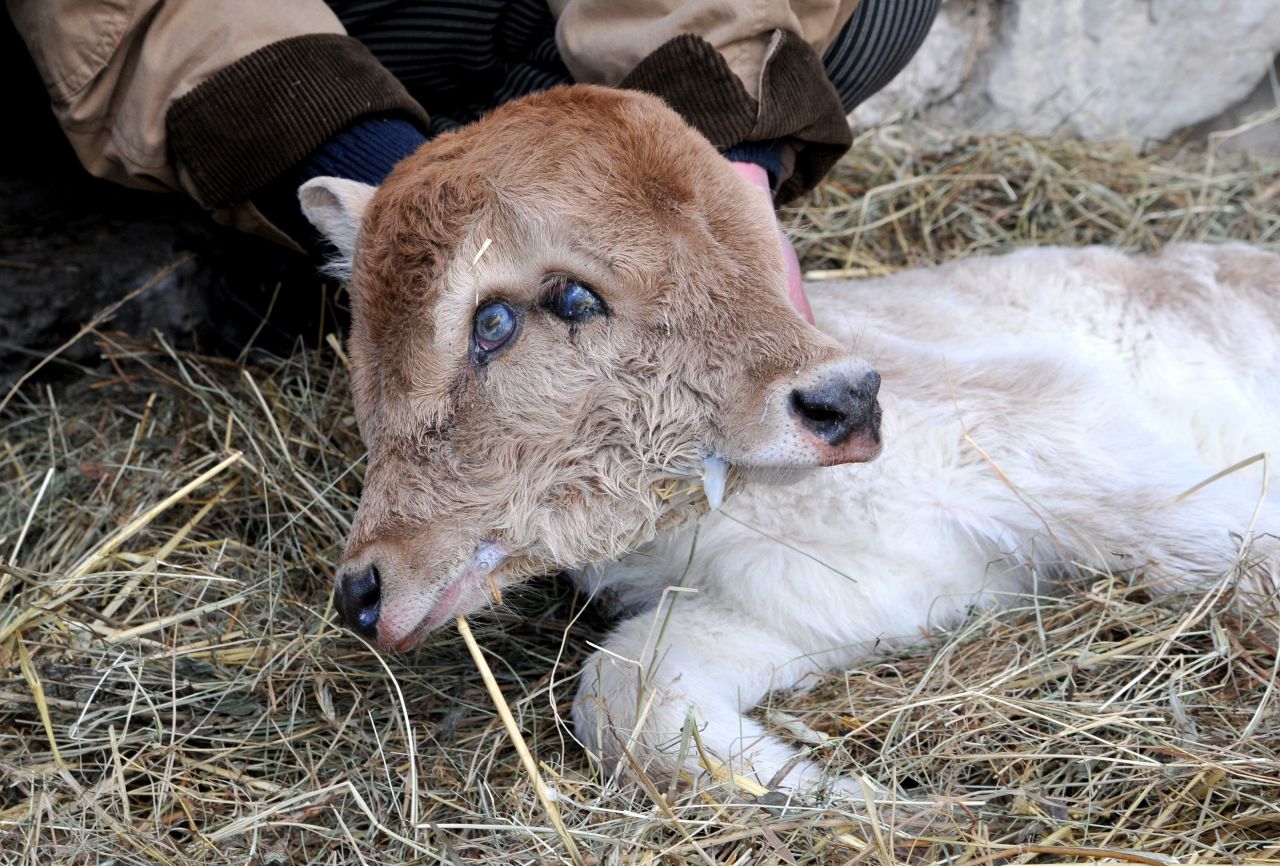 A two-headed calf was born in the Armenian village of Sotk in January 2011.