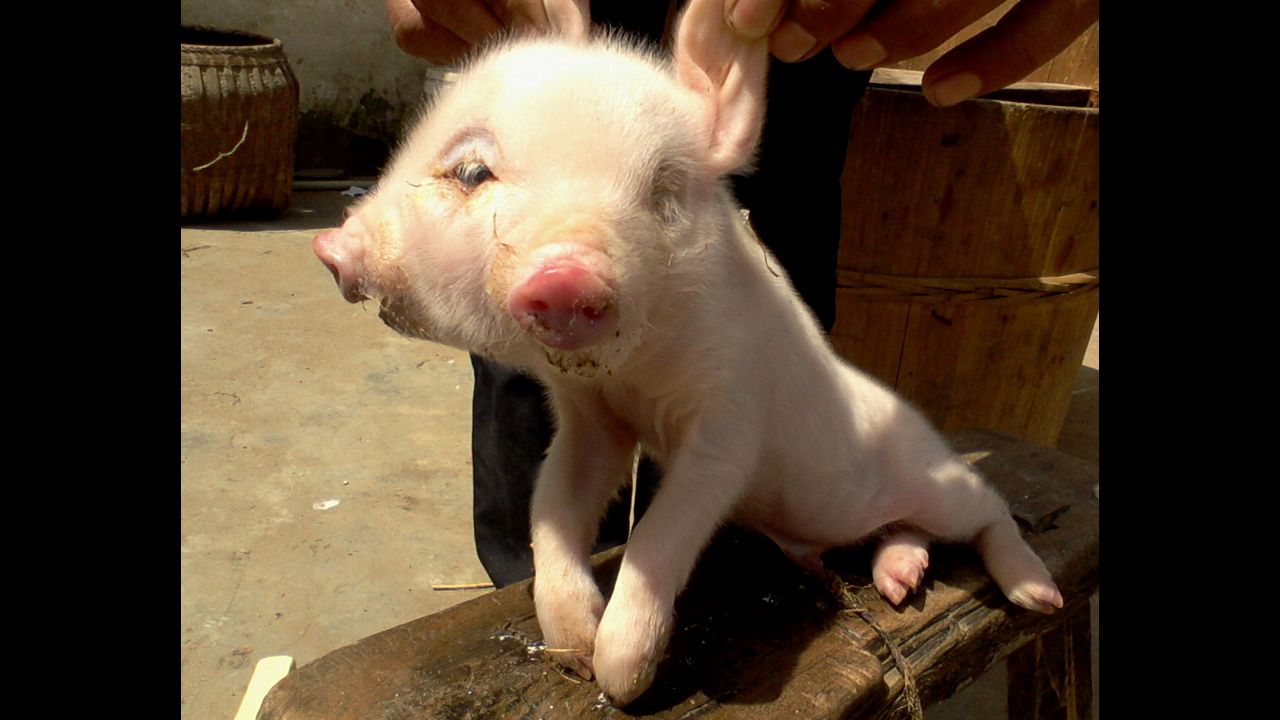 A two-headed pig was born in China's Jiangxi province in April. A local veterinarian said it suffers a rare deformity and would find it difficult to survive.
