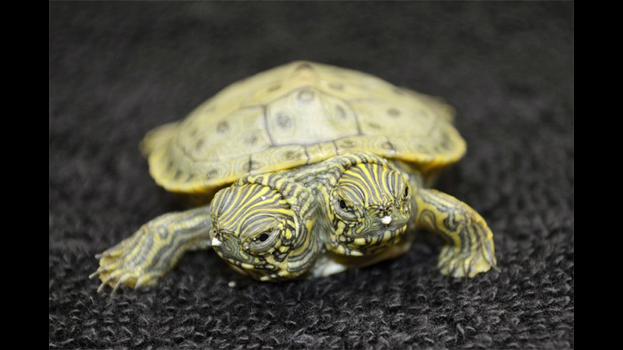 Thelma and Louise, a two-headed Texas cooter turtle, was born at the San Antonio Zoo on July 18 and has already gained a sturdy fan base. After creating a Facebook page for the pair, the zoo staff saw "such tremendous outpouring of support by our fans that we had to update our page from a personal page to <a href="https://www.facebook.com/thelmaandlouise.turtle" target="_blank" target="_blank">celebrity status page</a>." Here's a look at other two-headed animals you might have missed.