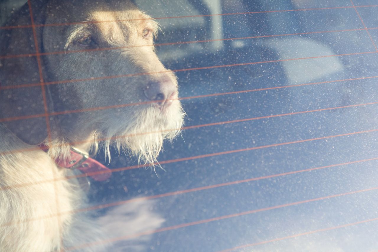 It takes just a few seconds for a parked car to get dangerously hot for your dog. How many seconds does it take for you to run that quick errand while your dog waits in the car?