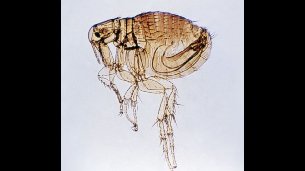 Fleas often cause allergic reactions on a dog's skin. If a dog swallows a flea, they can develop tapeworms.