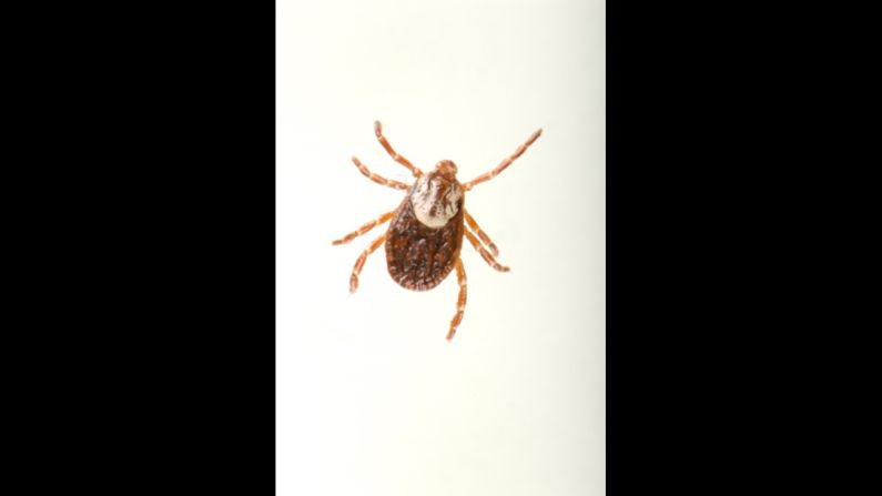 All ticks, like the one pictured, can carry harmful bacteria. Deer ticks, which aren't pictured, can carry Lyme disease.