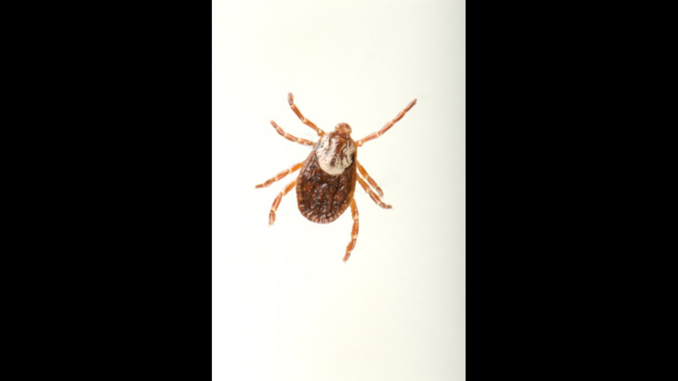 All ticks, like the one pictured, can carry harmful bacteria. Deer ticks, which aren't pictured, can carry Lyme disease.