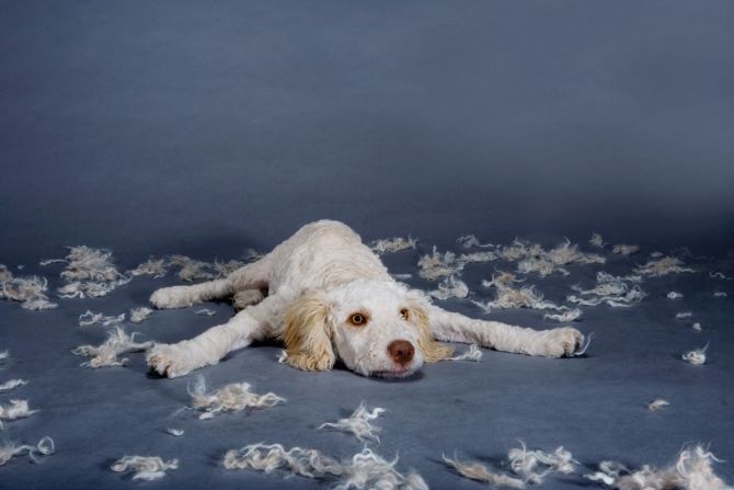 Many dog owners shave their long-haired dogs to help them cool off in the summer, but this actually makes it easier for them to get sunburned.