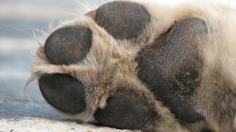 Sidewalks, driveways and the beds of trucks bake all day in the summer sun. Dogs can severely hurt their paws on these surfaces.