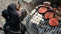 Dog 'Chili' gets a grilled sausage during the first barbecue of this spring in Busbach, southern Germany, on April 14, 2013. Temperatures in parts of the country reached 20 degrees Celsius and even more.     AFP PHOTO / DAVID EBENER    GERMANY OUT