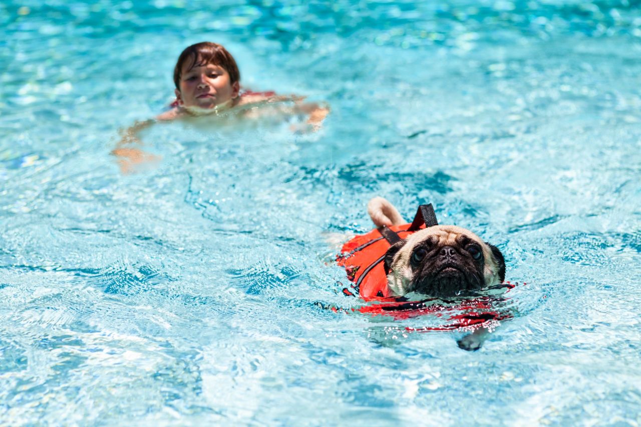 Swimming is fun for some dogs, but they can exhaust themselves struggling to climb steps or pull themselves out of the pool. 