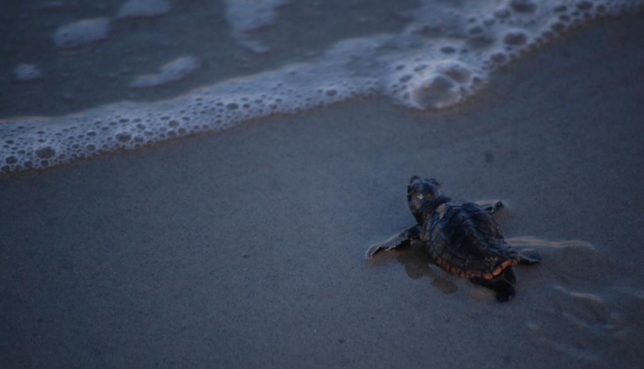 Cape Hatteras National Seashore is one of the northern-most ranges for sea turtle nesting on the East Coast.