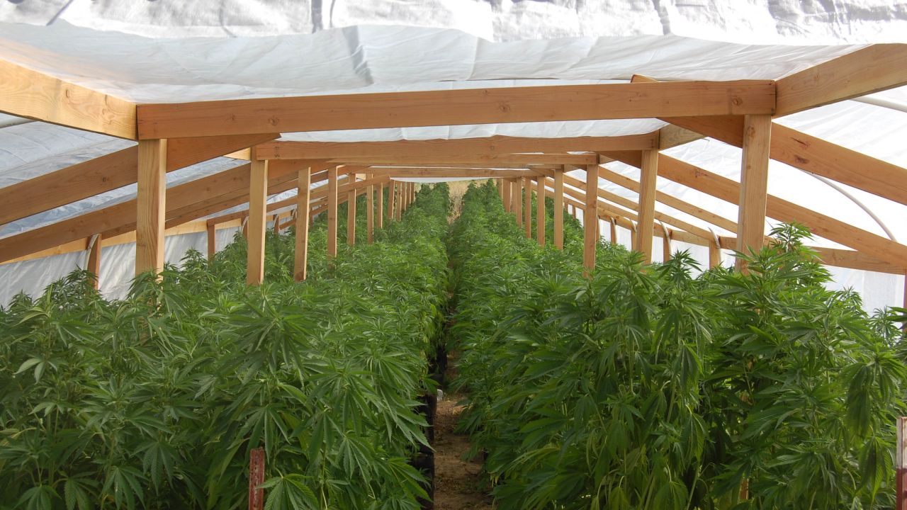 Authorities initially found two greenhouses at the Lake County property with 970 potted and irrigated marijuana plants, according to the complaint, and later discovered a third greenhouse with another 346 plants.