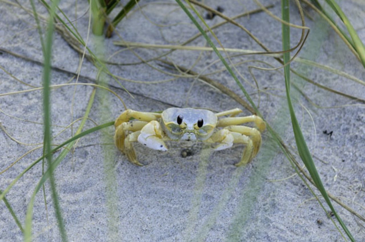 Ghost crabs are a common sight at Cape Hatteras National Seashore.