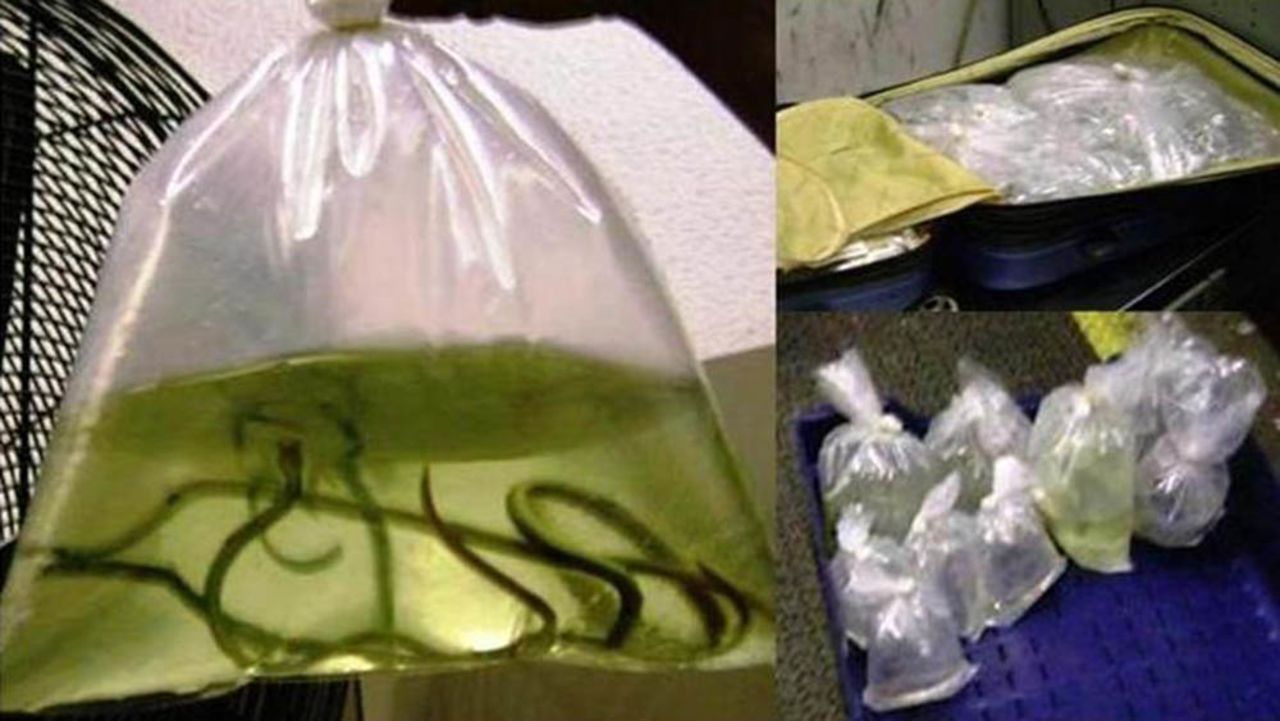 In 2012, a passenger traveling from Miami International Airport attempted to transport 163 marine tropical fish, 12 pond slider turtles, 22 invertebrates, 24 live coral pieces, 8 pieces of stony corals with mushroom polyps and 8 pieces of soft coral to Maracaibo, Venezuela. Transportation Security Administration officers discovered the animals, and the passenger surrendered the items to the U.S. Fish and Wildlife Service. Check out what other strange items travelers have attempted to get past airport security, according to <a href="http://blog.tsa.gov" target="_blank" target="_blank">the TSA's blog</a>.