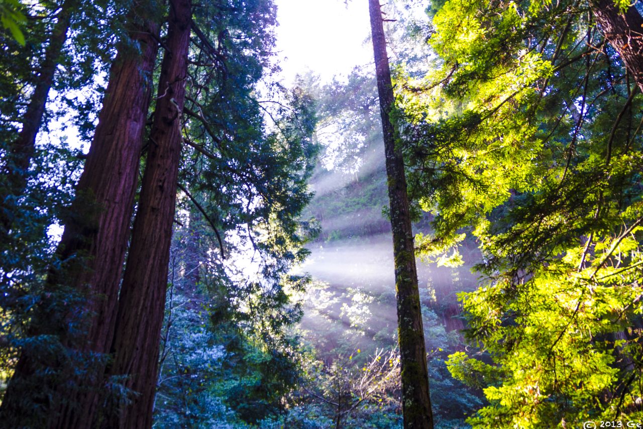 George Jones visitó el Monumento Nacional Muir Woods en California, EU. "Cuando el Sol apareció entre las copas de los árboles, la niebla se calentó y comenzó a ascender".