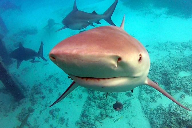 <strong>Bahamas: </strong>Marine parks in the Bahamas have shark-friendly habitats. Around 40 types of sharks can be seen here. 