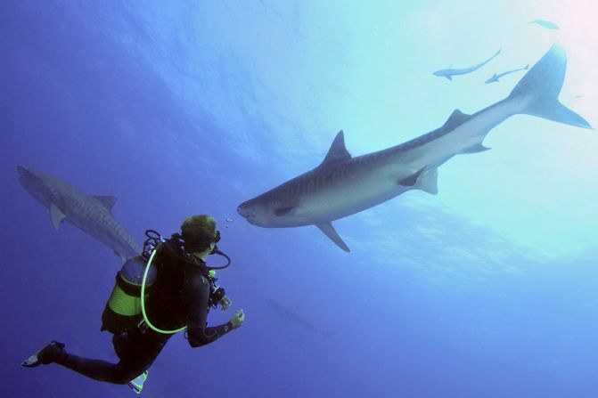 <strong>Protea Banks, South Africa:</strong> During high season, hammerheads and sand tiger sharks can be seen in schools of several hundred at Protea Banks. 