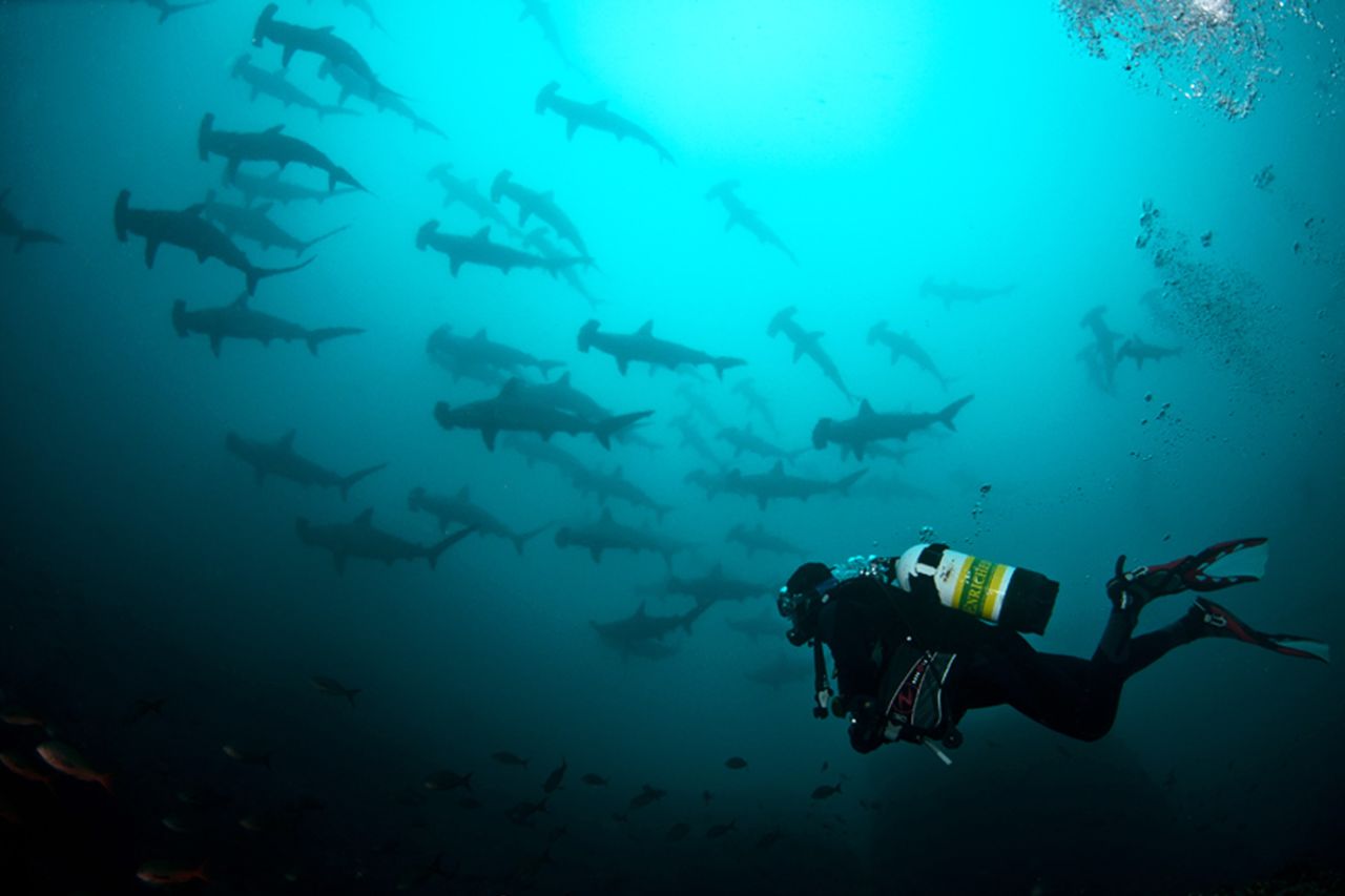 <strong>Cocos Island, Costa Rica:</strong> Approximately 300 miles off the island that Jacques Cousteau once described as "the most beautiful in the world," shark dive trips are offered on live-aboard boats. 