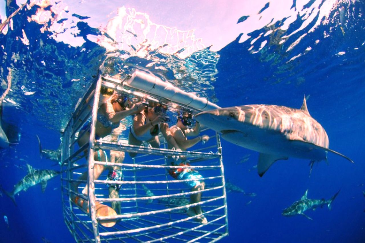 <strong>Oahu, Hawaii:</strong> No diving experience is necessary when cage diving with a snorkel on Oahu's North Shore.