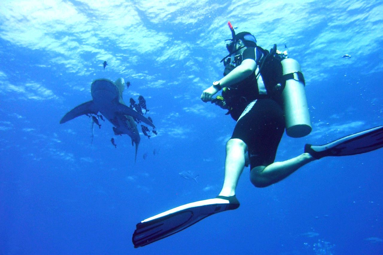 <strong>Red Sea, Egypt: </strong>The Red Sea is one of the best places to observe oceanic white tips and snaggletooth sharks.