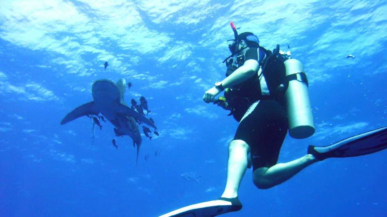 The Red Sea is the place to see white tips and snaggletooth sharks.