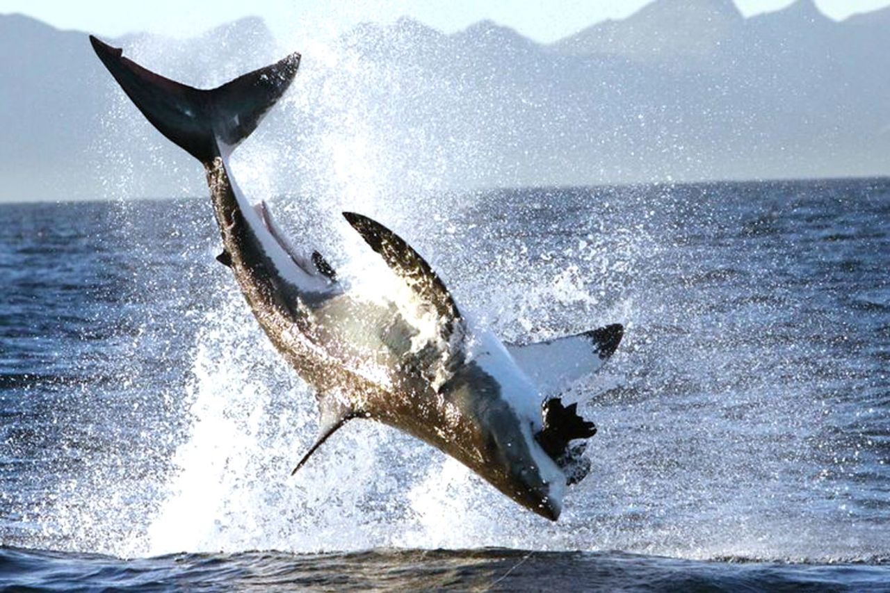 <strong>False Bay, Cape Town, South Africa: </strong>No one knows why shark breaches at False Bay are more frequent and intense than anywhere else in the world. But they're great to see.