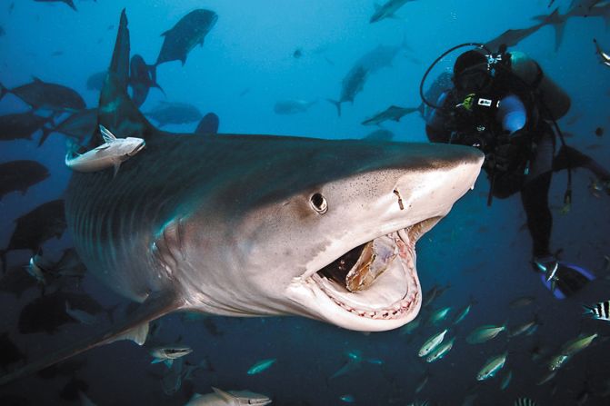 <strong>Fiji:</strong> Divers will see at least seven shark species on each dive in the Pacific Harbor of Fiji, tour organizers claim. 