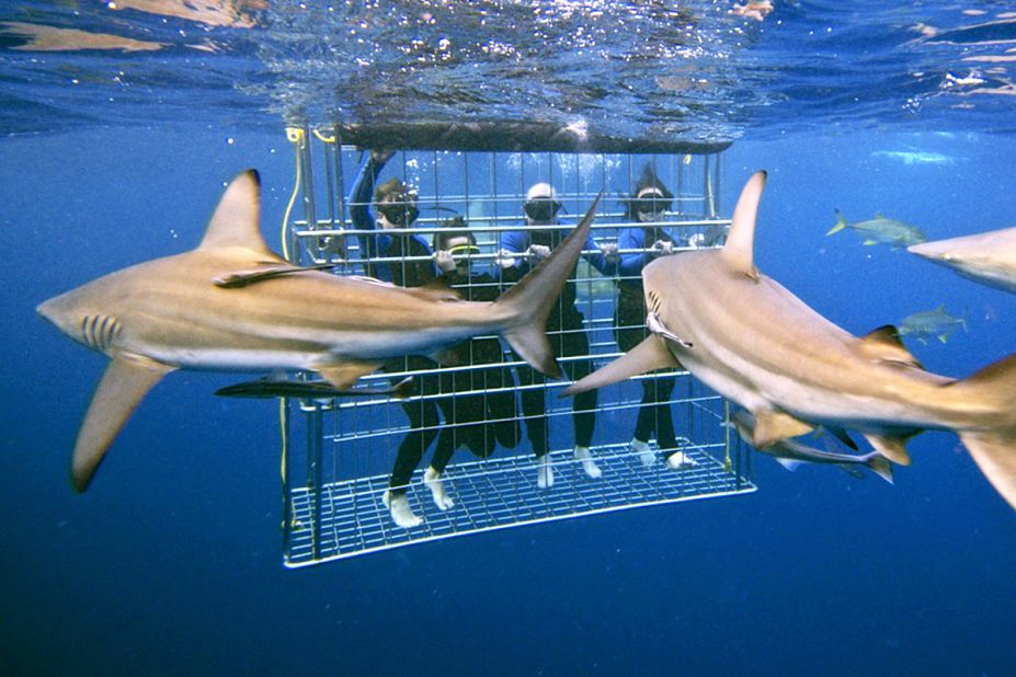 <strong>Kwazulu-Natal, South Africa:</strong> Nervy visitors can get close to reef sharks, ragged-tooth sharks and giant guitar sharks when cage diving in Kwazulu-Natal. 