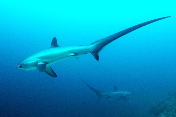Burkina Faso, Kenya, and Egypt are among the countries proposing Appendix II protection of the sharks in an effort to control the rampant trade in their fins. 