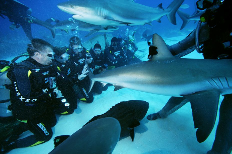 <strong>Bahamas: </strong>The Underwater Explorers Society (UNEXSO) conducts shark feeder courses. 
